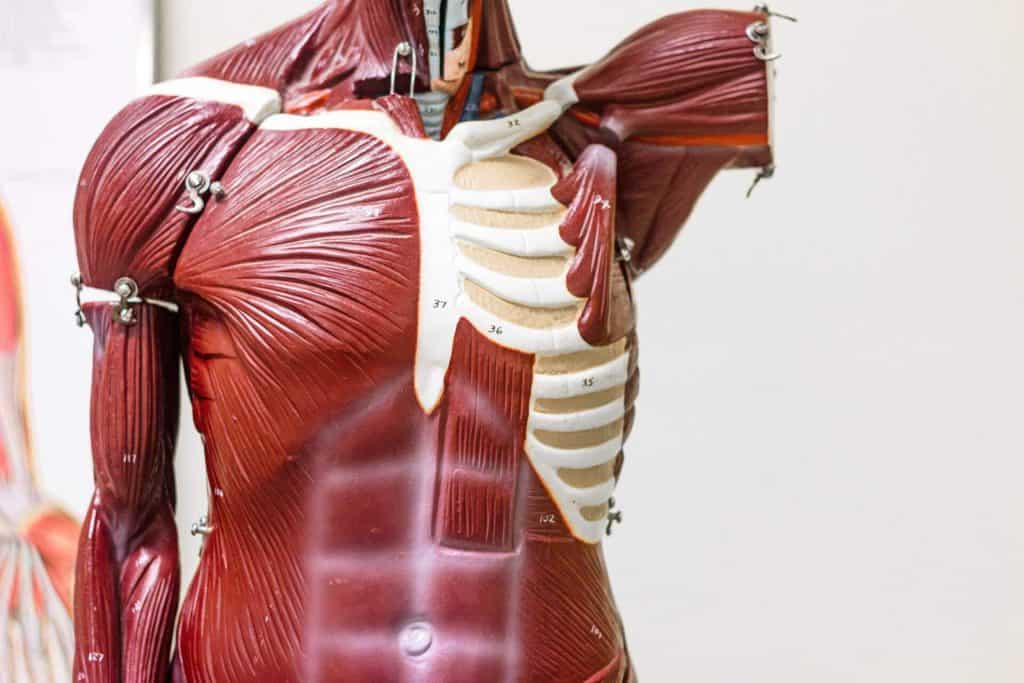 Part 2: How the Body Uses Oxygen