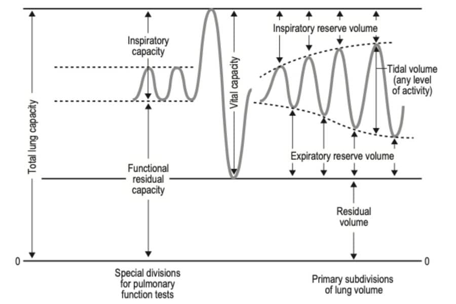 Selective respiratory parameters and training of female tennis players